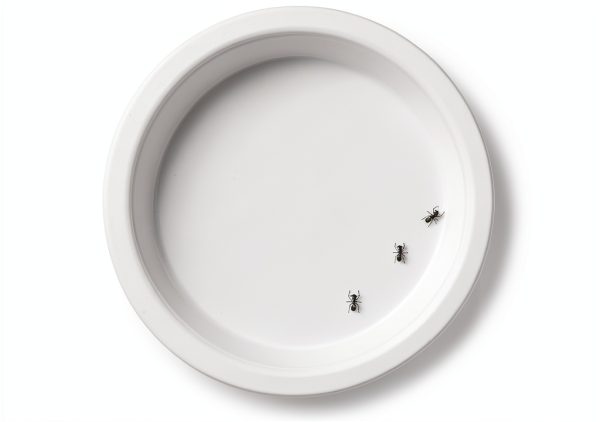 ZIGFRUIT Ants Dinner Plates 10 Pack Disposable Paper Modern-1